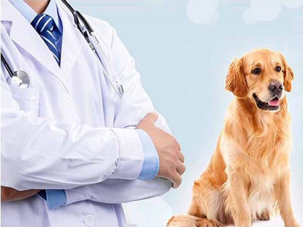 寵物醫院（yuàn）裝修設計方法